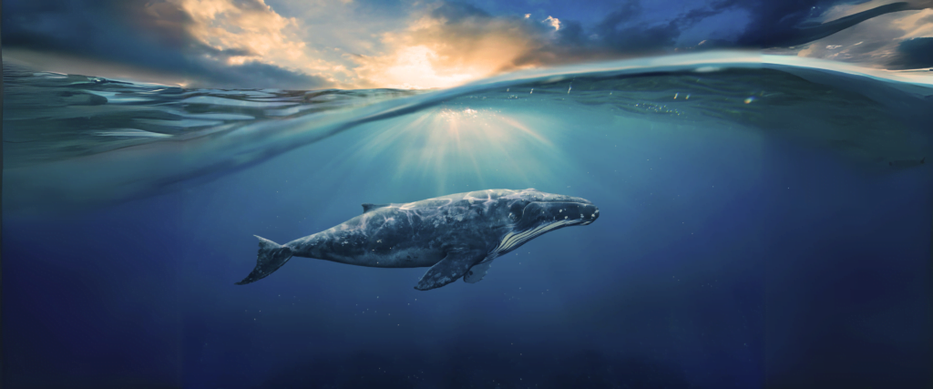 baleine sous la surface de l'eau